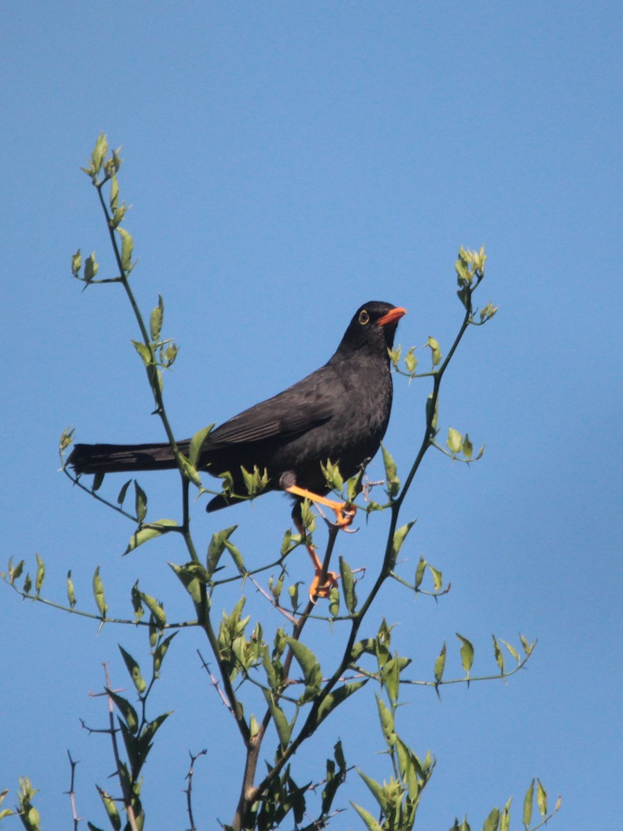 ナンベイツグミ - ML647838782