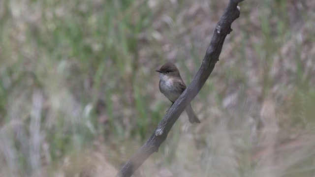 ツキヒメハエトリ - ML647838783