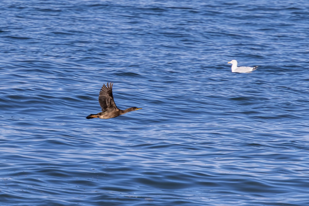 ヨーロッパヒメウ - ML647838785