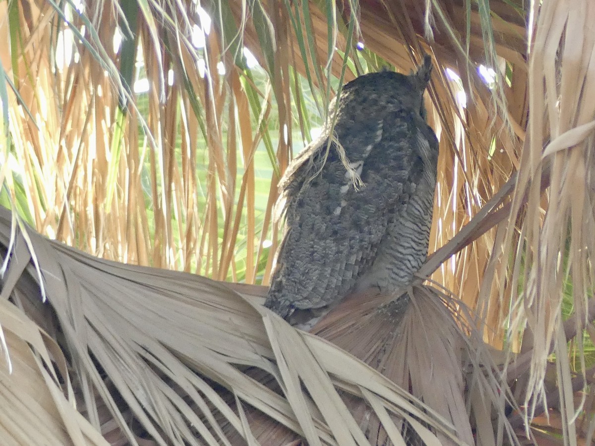 アメリカワシミミズク - ML647838786