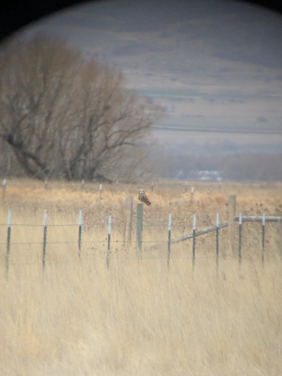 コミミズク - ML647838787