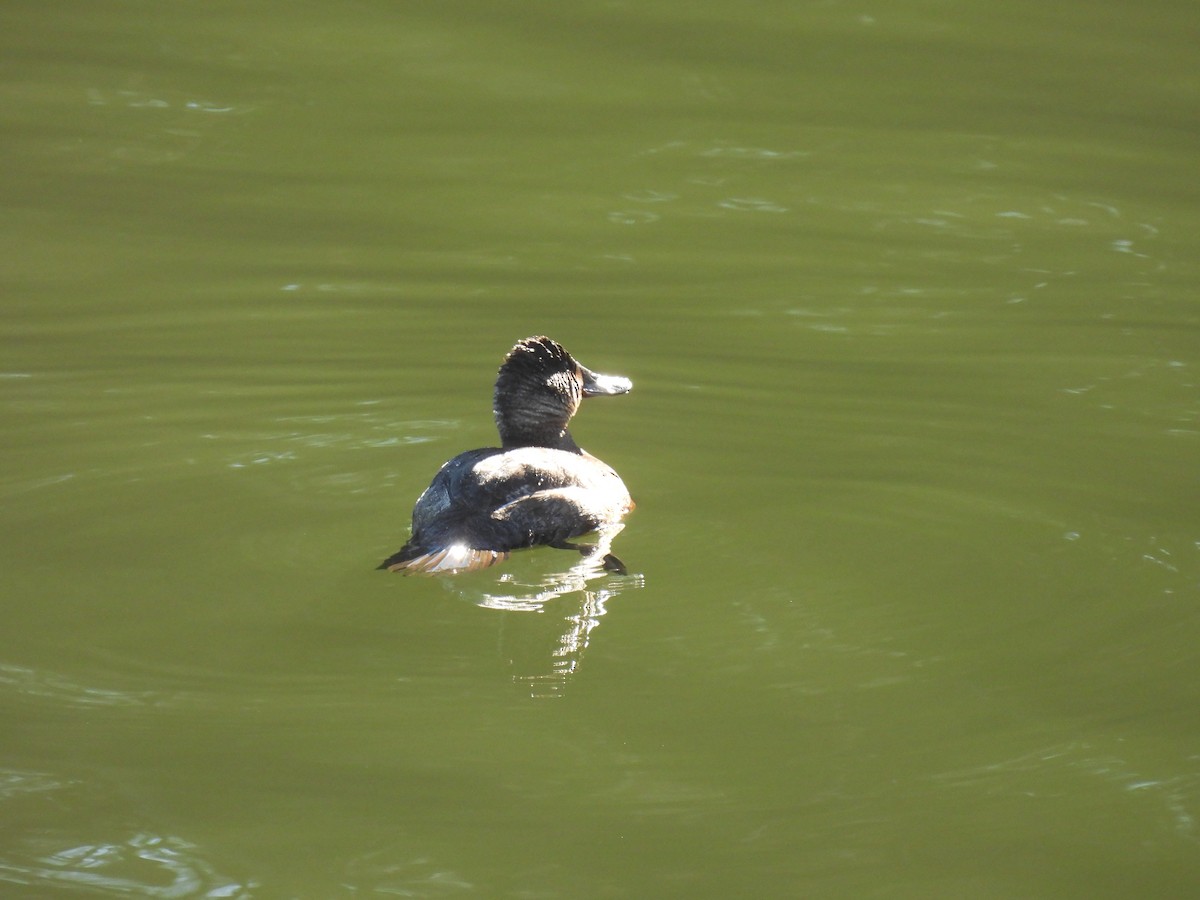 アカオタテガモ - ML647838788