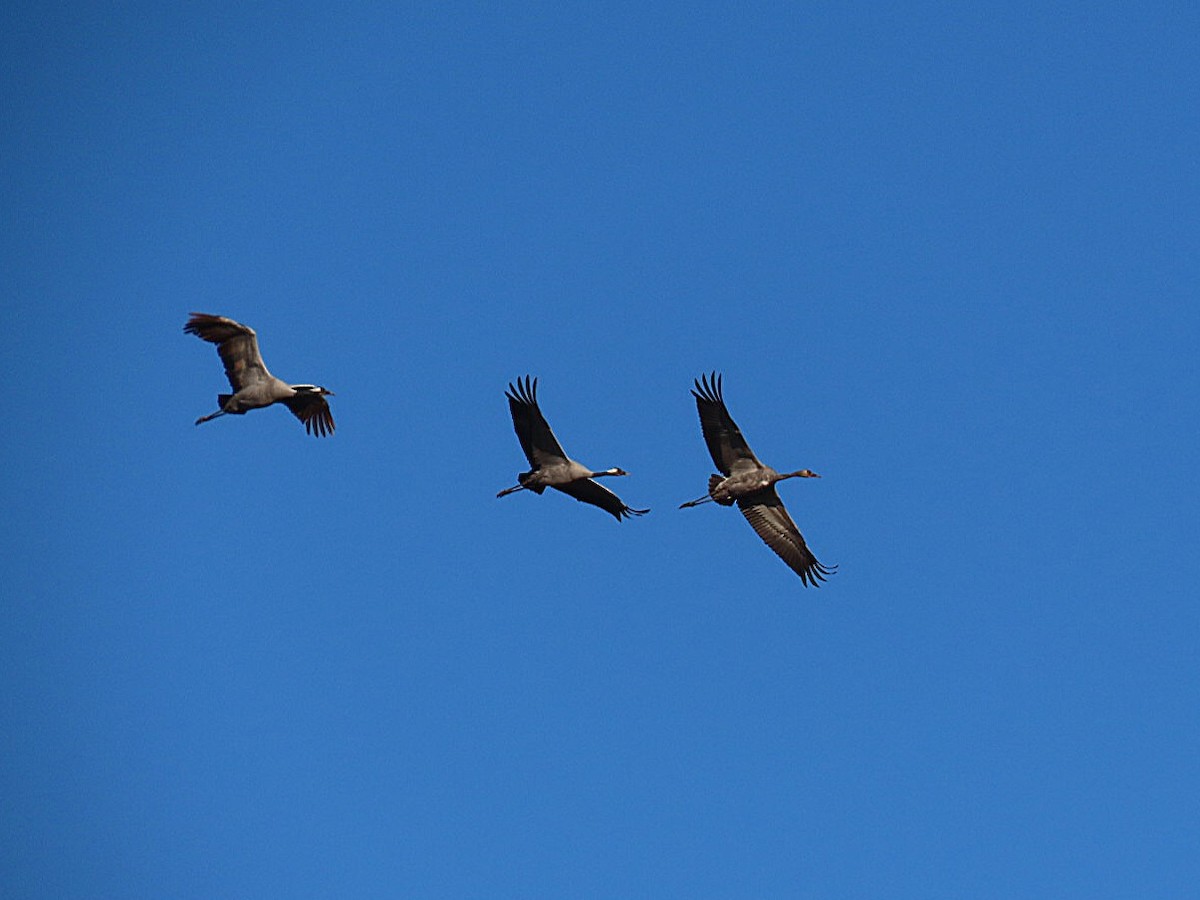 クロヅル - ML647838789