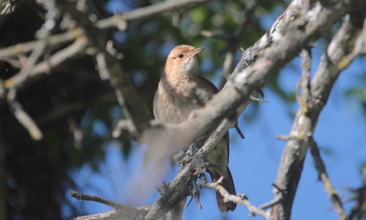 セアカカマドドリ - ML647838790
