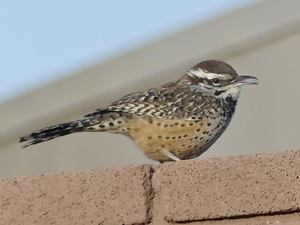 サボテンミソサザイ - ML647838791