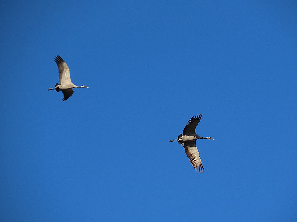 クロヅル - ML647838796