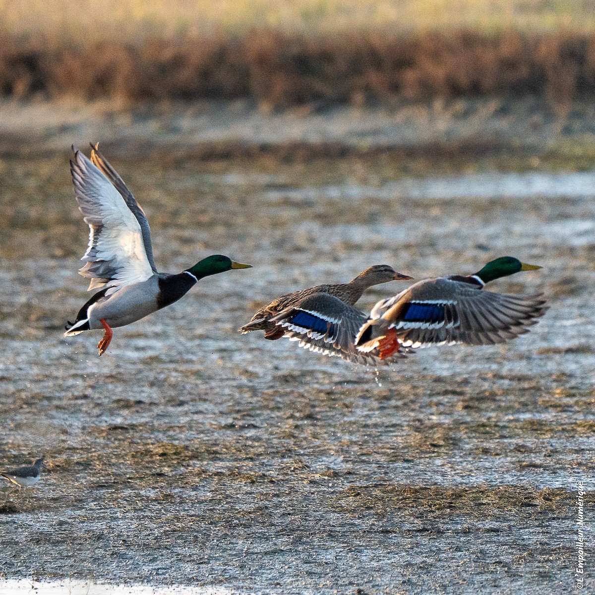 マガモ - ML647838802