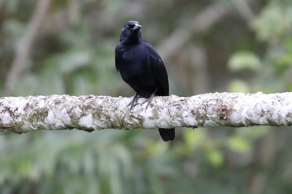 ウタムクドリモドキ - ML647838804