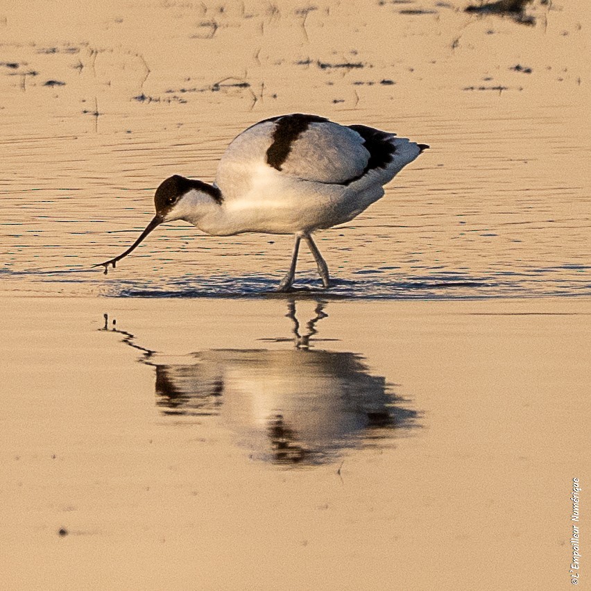 ソリハシセイタカシギ - ML647838805