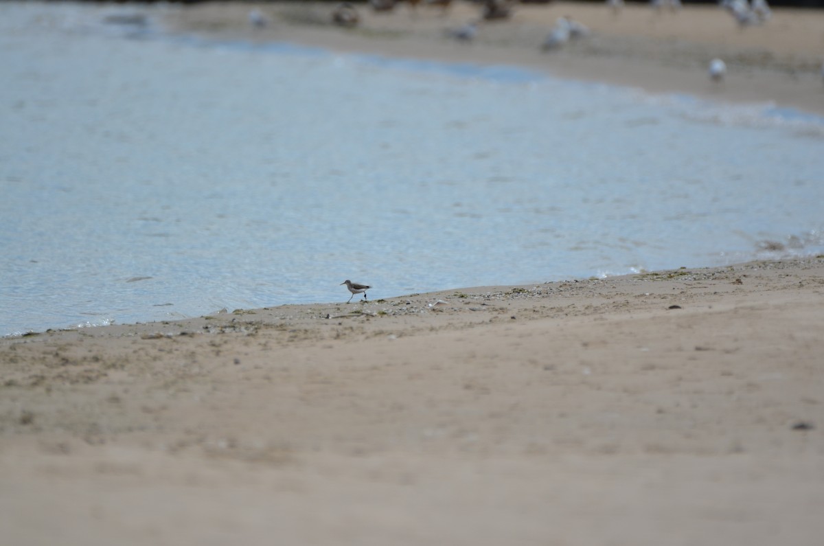 アメリカイソシギ - ML647838806