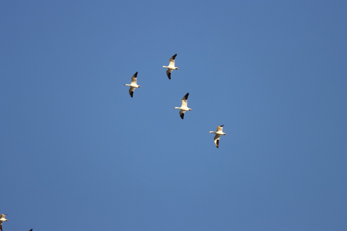 ハクガン／ヒメハクガン - ML647838807