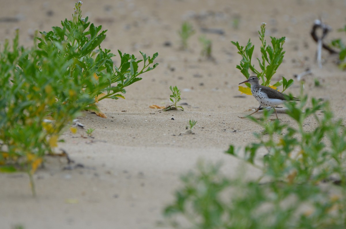 アメリカイソシギ - ML647838808