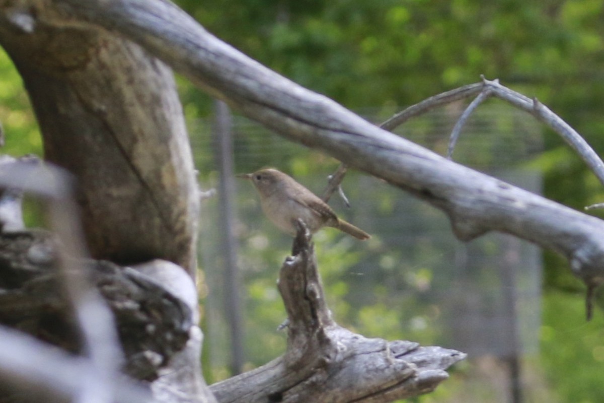 Northern House Wren (Northern) - ML647838829