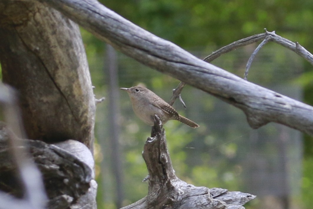Northern House Wren (Northern) - ML647838830
