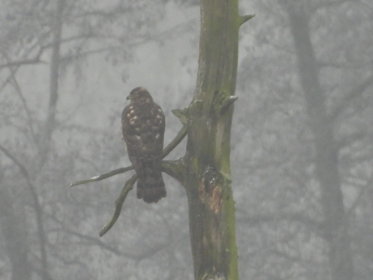 Яструб великий - ML647838848