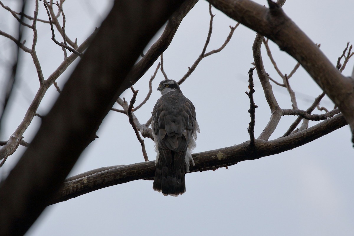 Eurasian Goshawk - ML647838899