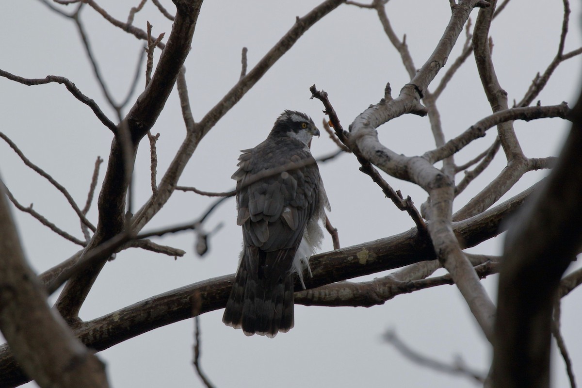 Eurasian Goshawk - ML647838900