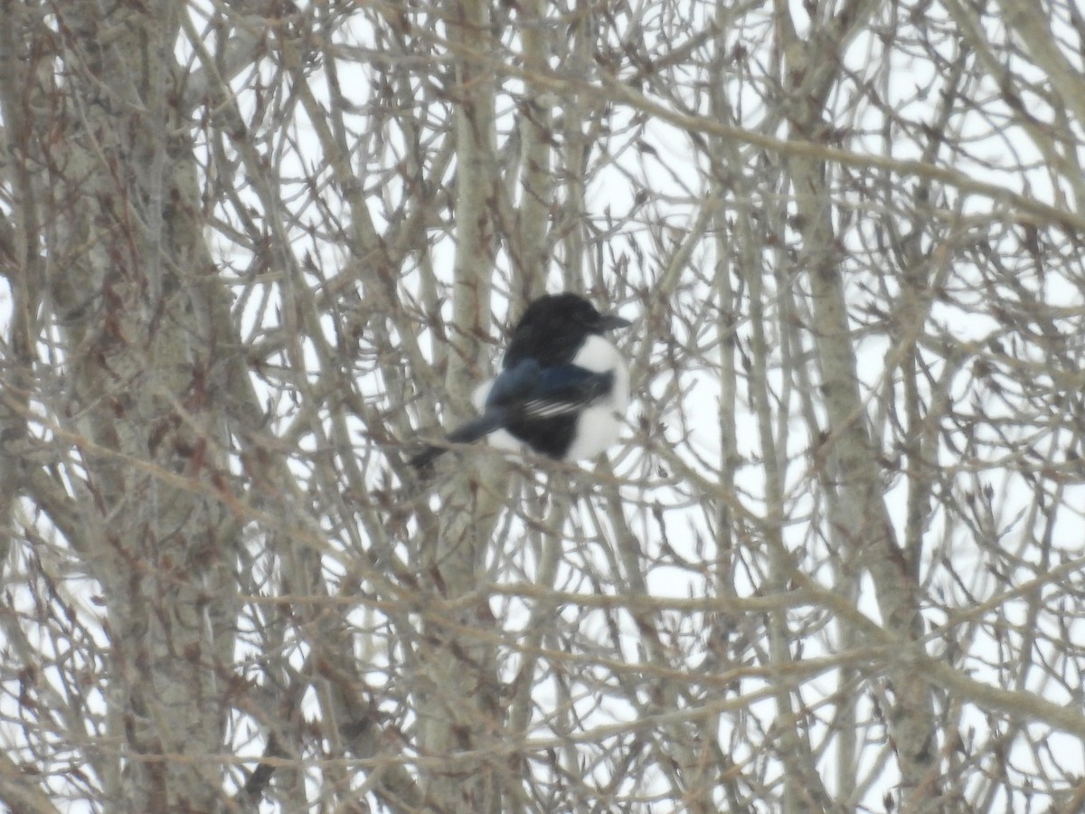 Сорока канадська - ML647838904