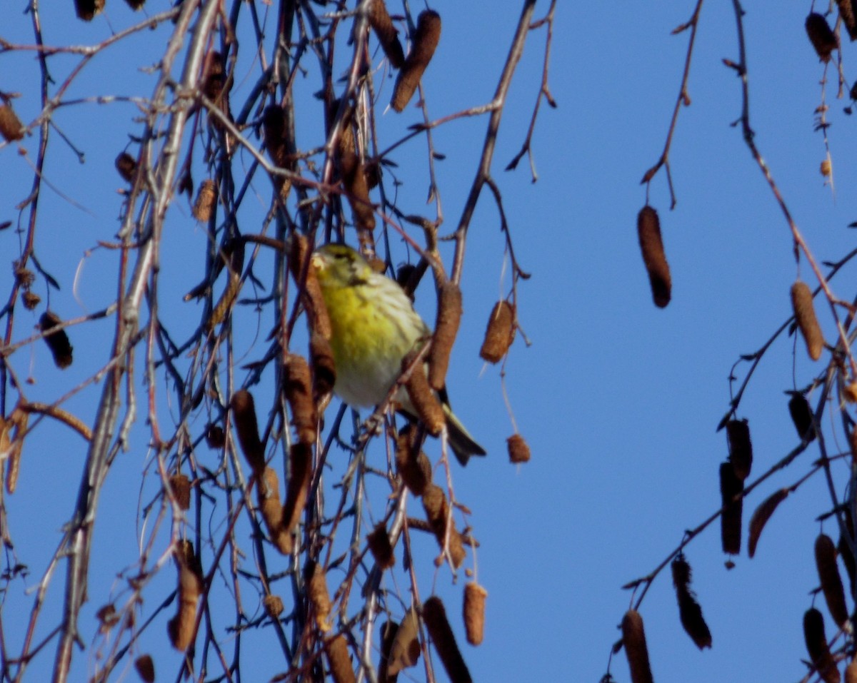 European Serin - ML647838914