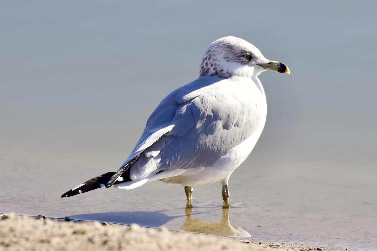 Gavina americana - ML647838915