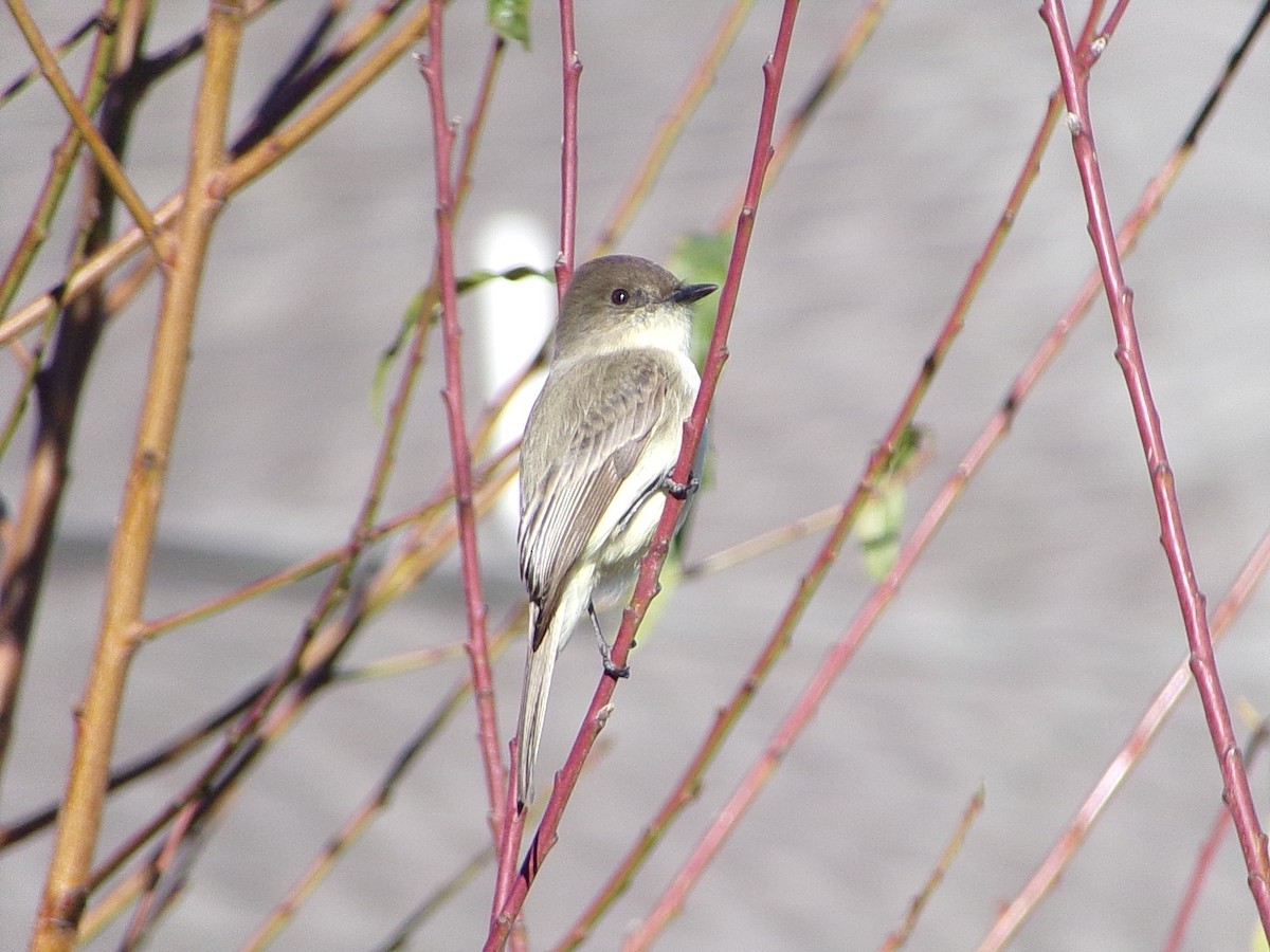 Mosquero Fibí - ML647838929