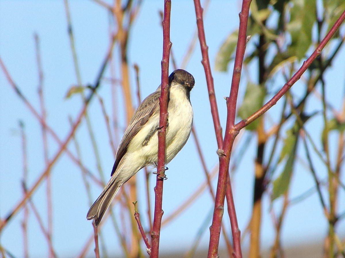 Mosquero Fibí - ML647838930