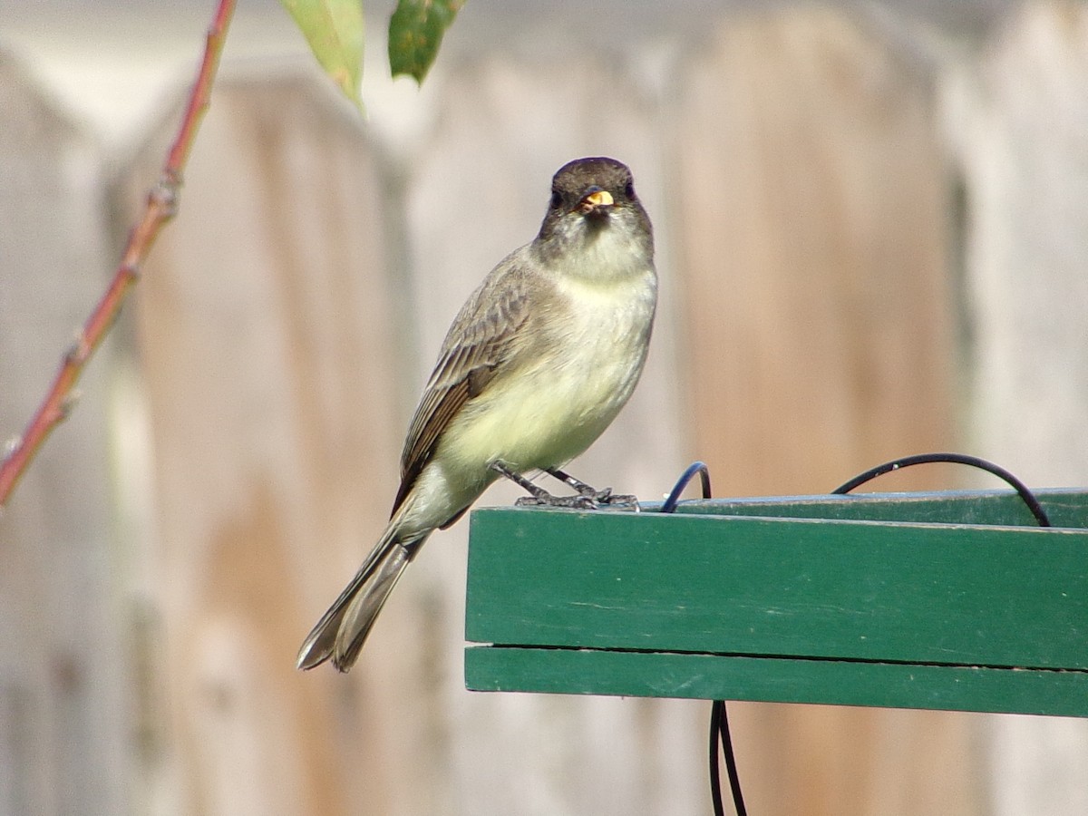 Mosquero Fibí - ML647838931