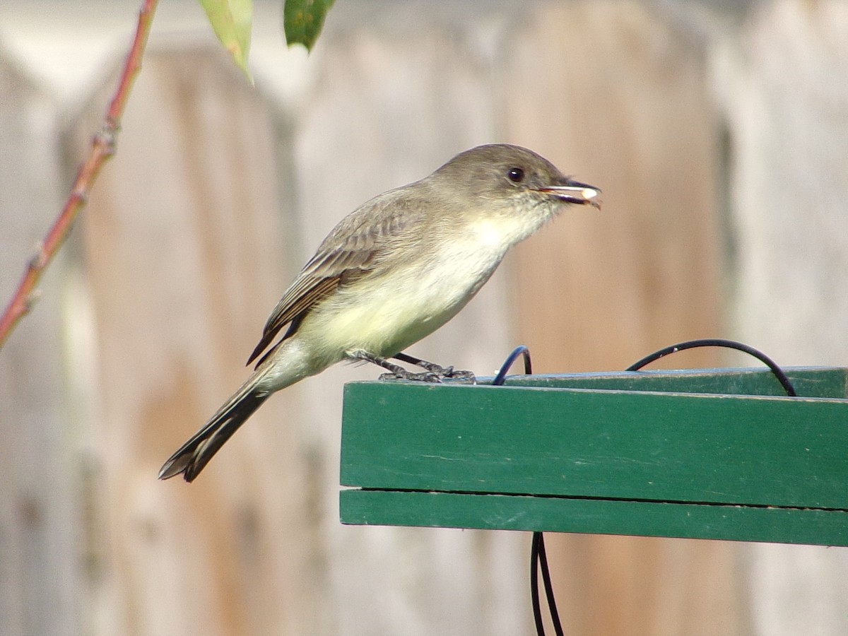 Mosquero Fibí - ML647838932