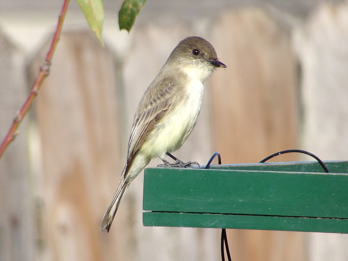 Mosquero Fibí - ML647838933