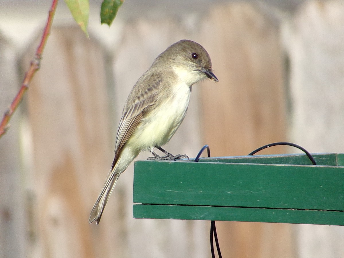 Mosquero Fibí - ML647838934