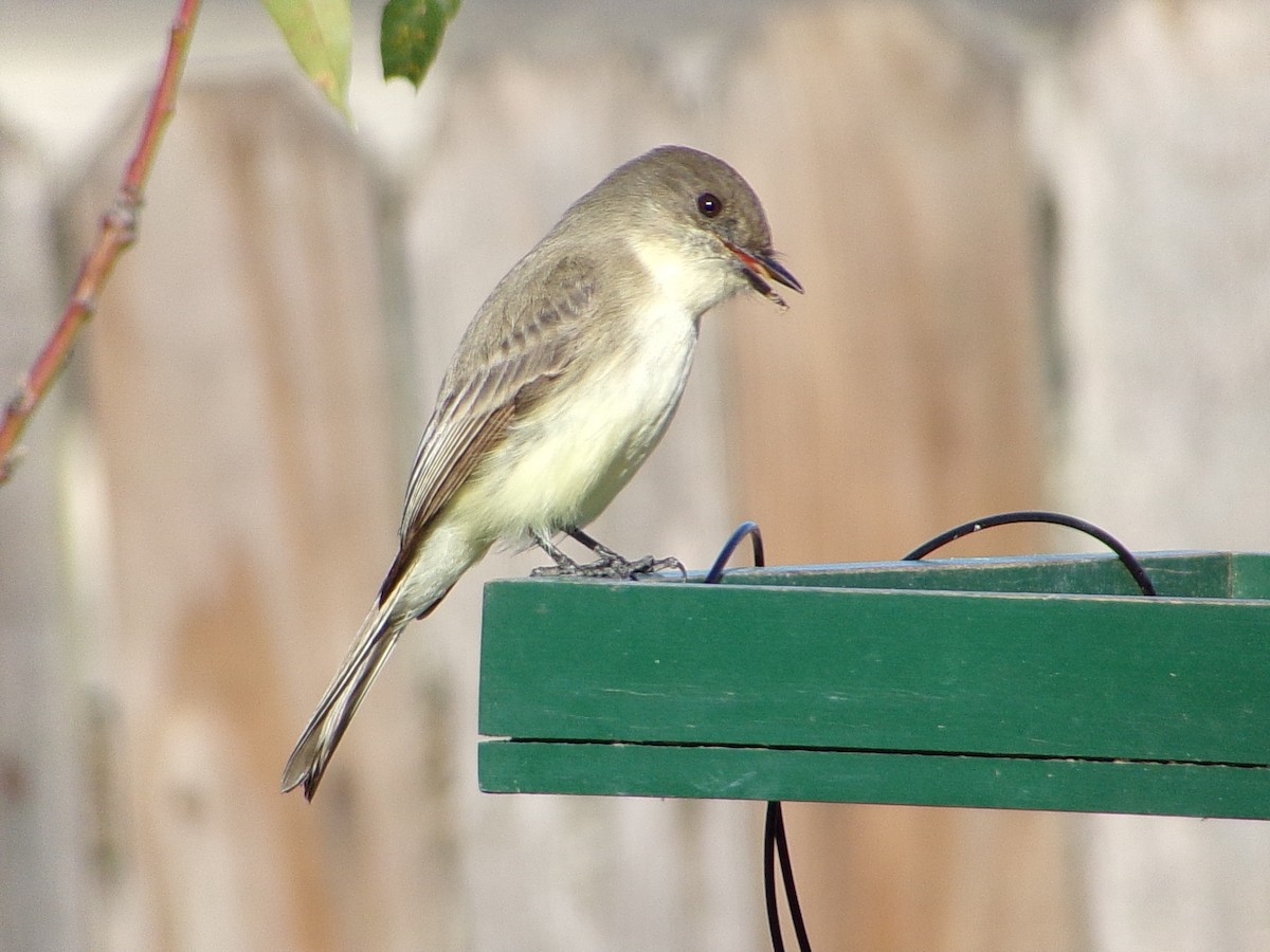 Mosquero Fibí - ML647838935