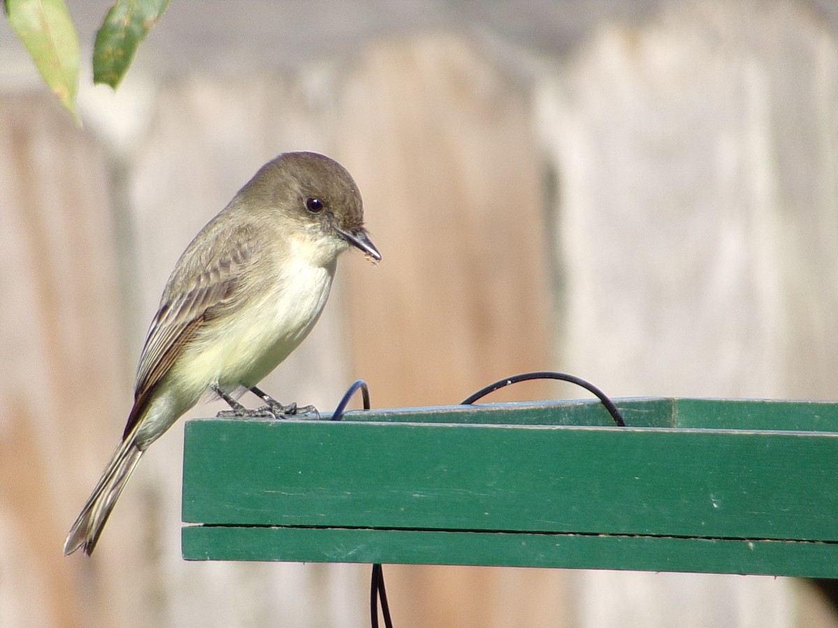 Mosquero Fibí - ML647838936