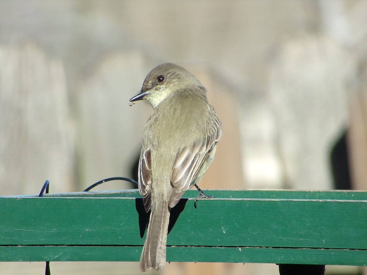 Mosquero Fibí - ML647838937