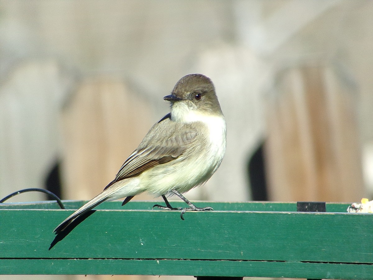 Mosquero Fibí - ML647838938