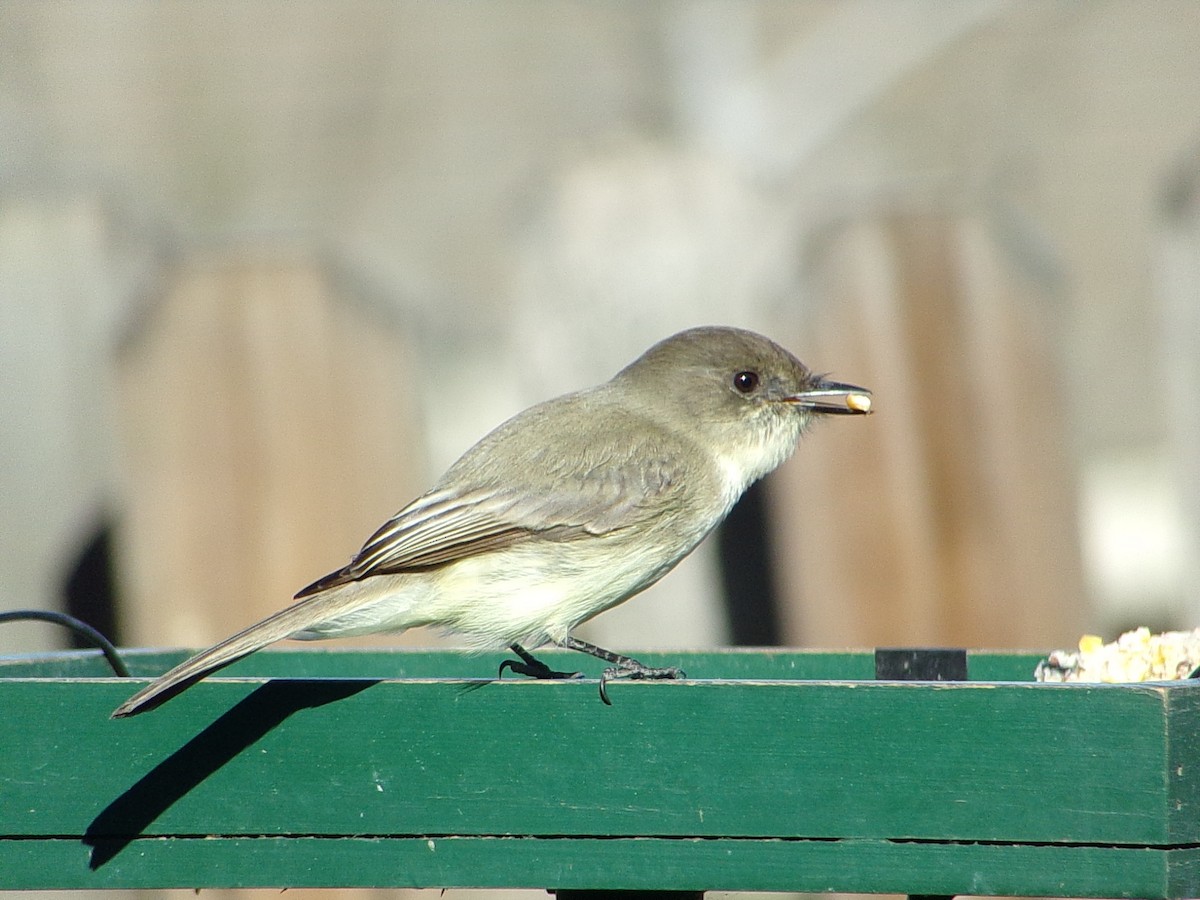 Mosquero Fibí - ML647838940