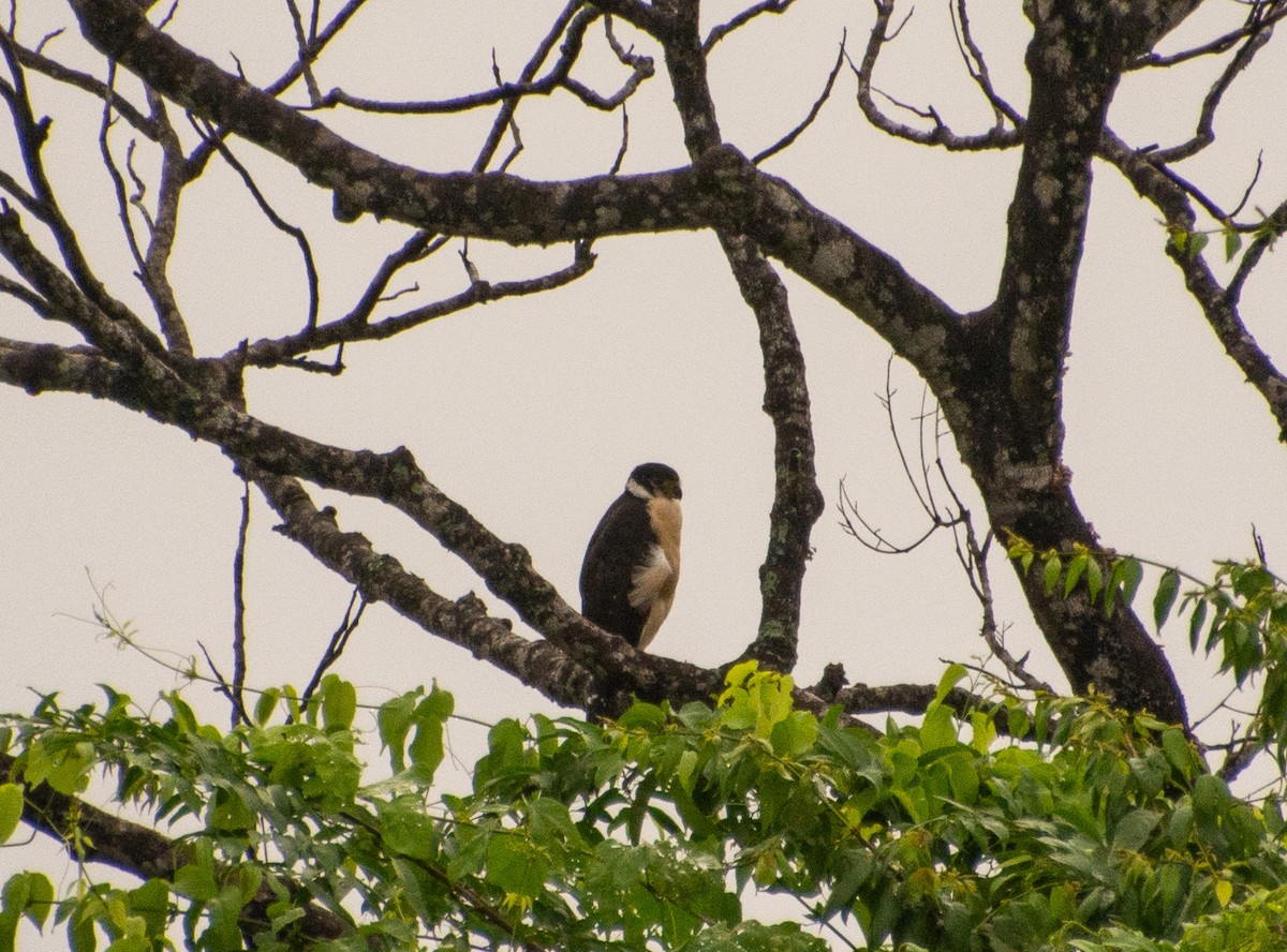 Collared Forest-Falcon - ML647838959