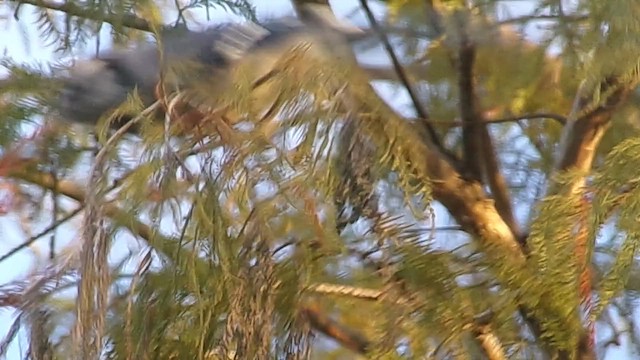 Голубая сойка - ML647838979