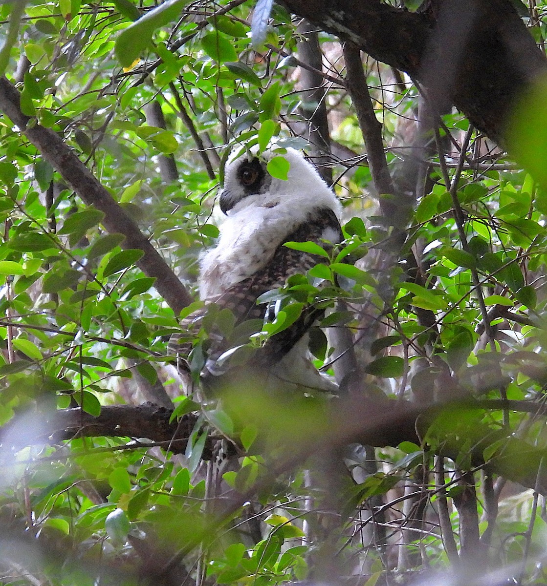 Madagascar Owl - ML647838998