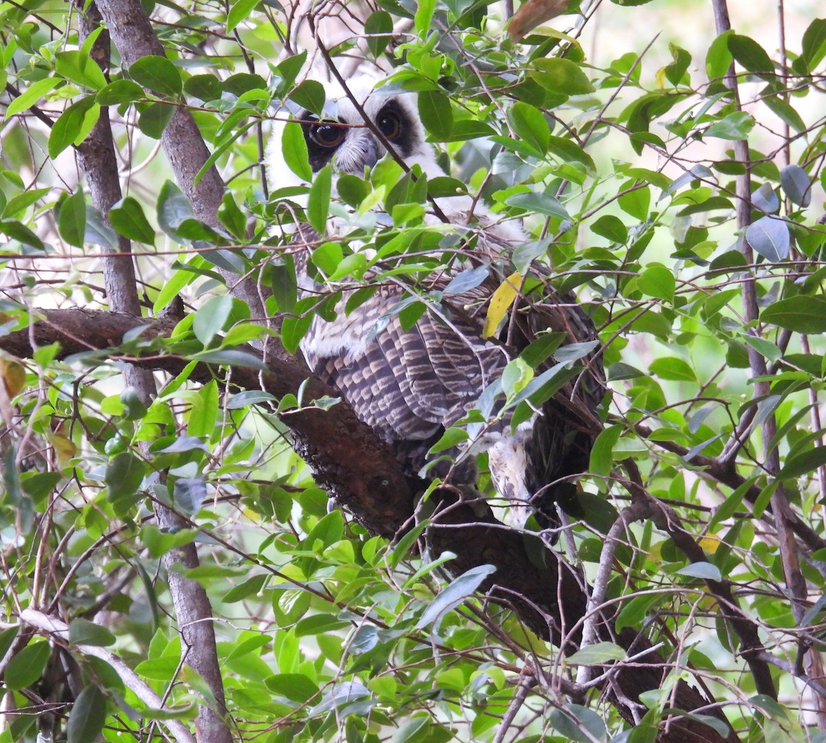 Madagascar Owl - ML647838999