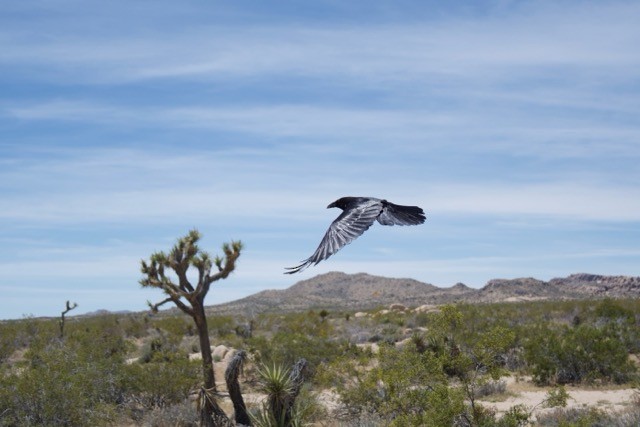 Corvo imperiale - ML647839029