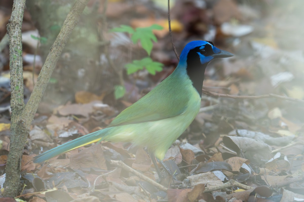 Green Jay - ML647839030