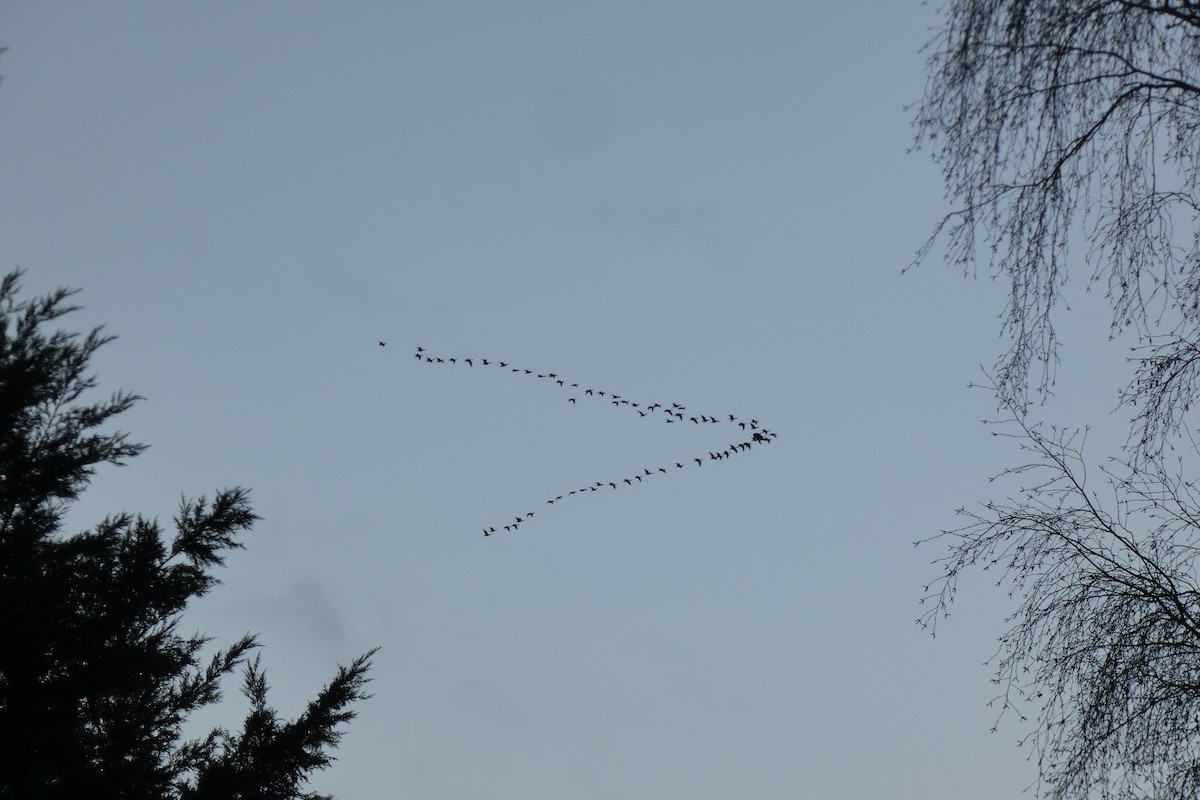 コザクラバシガン - ML647839042