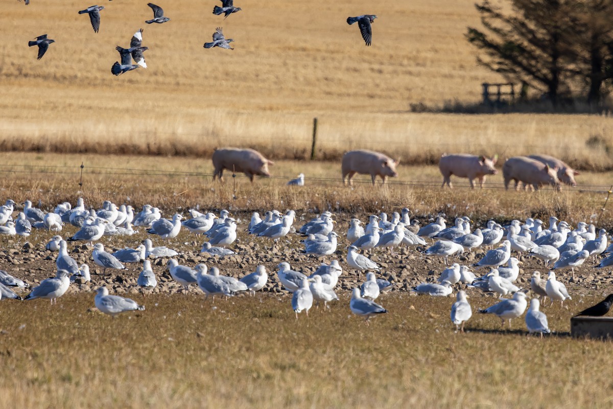 ヨーロッパセグロカモメ - ML647839043