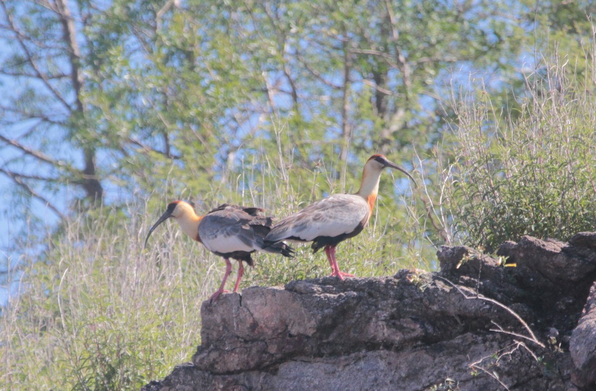 クロハラトキ - ML647839044