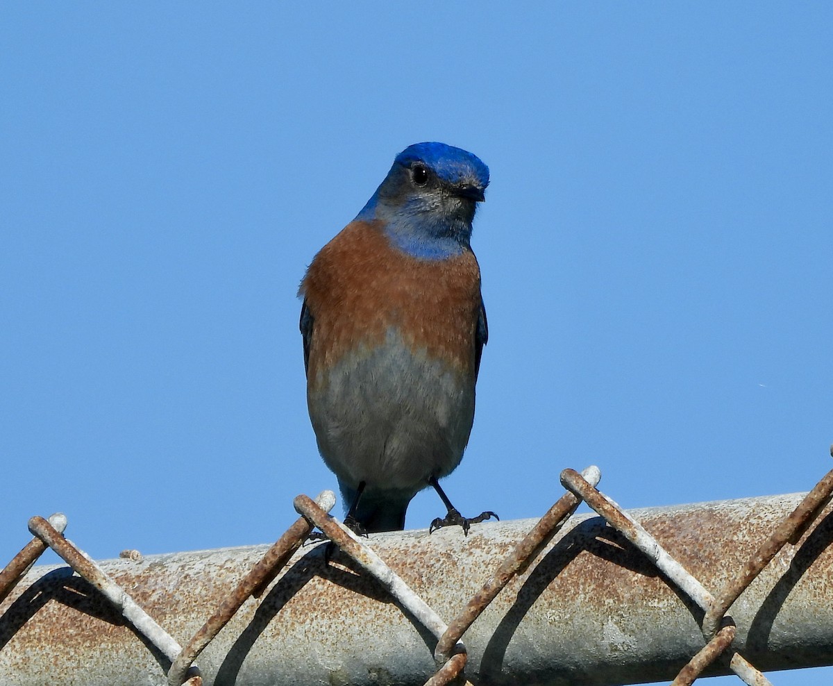 チャカタルリツグミ - ML647839048