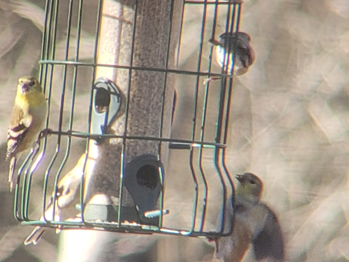 オウゴンヒワ - ML647839049