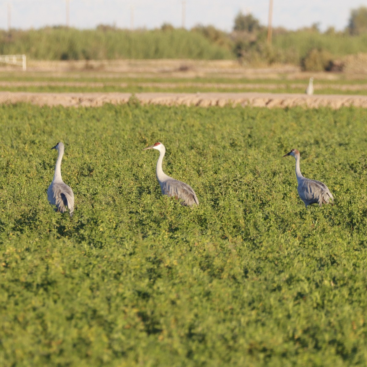 カナダヅル - ML647839050