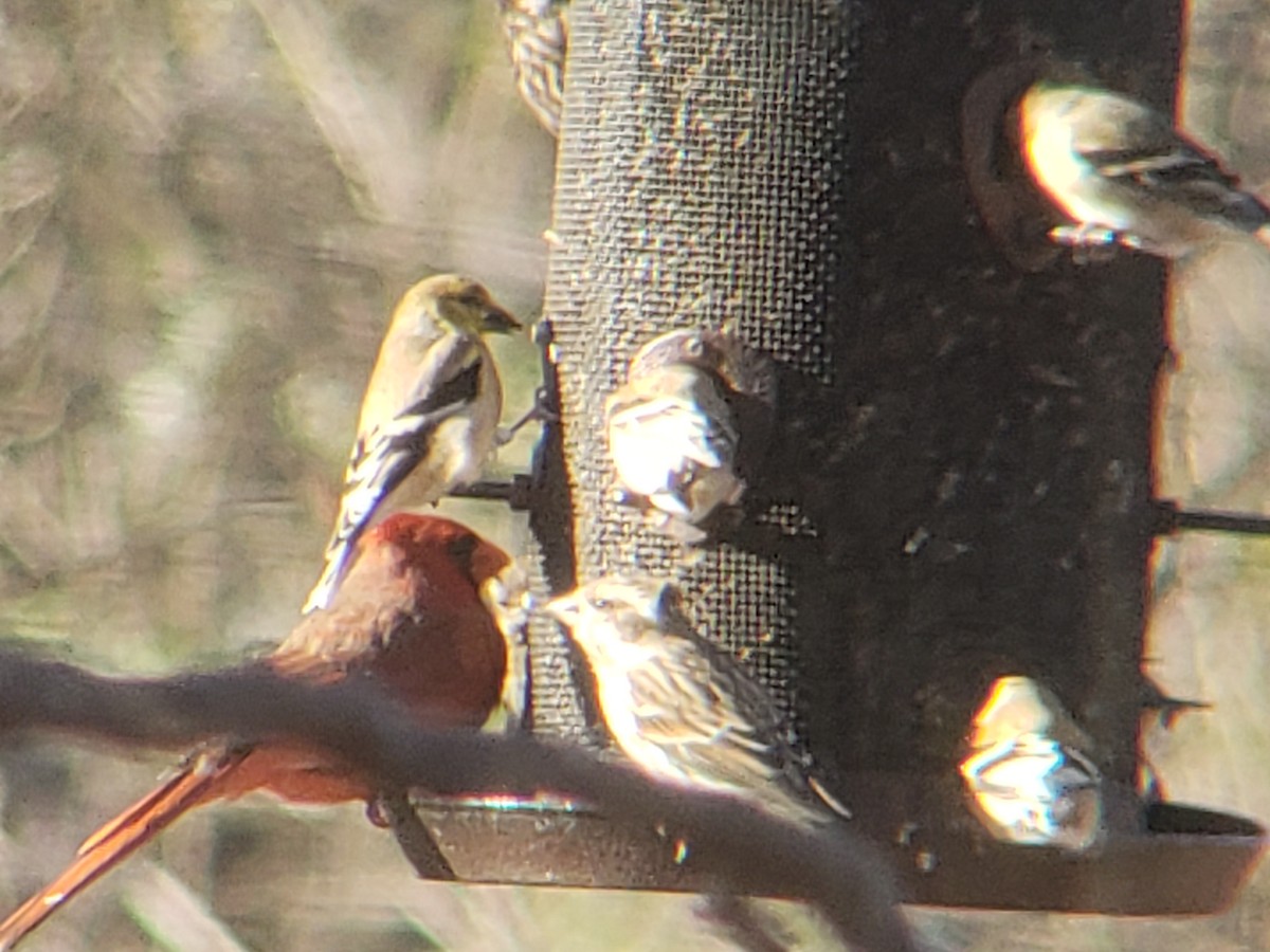 オウゴンヒワ - ML647839051