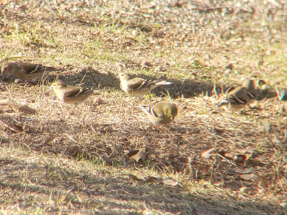 オウゴンヒワ - ML647839052