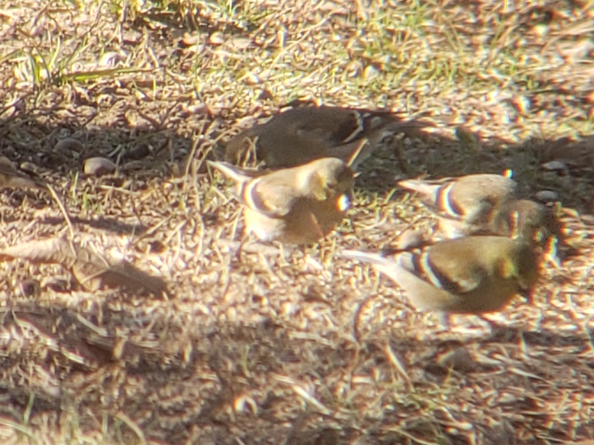 オウゴンヒワ - ML647839053